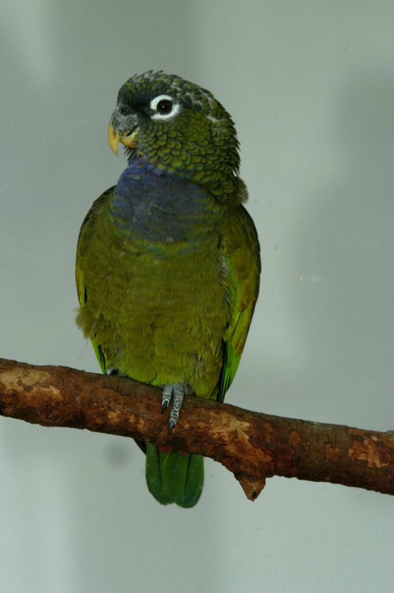 Scaly-headed Parrot - marvin hyett