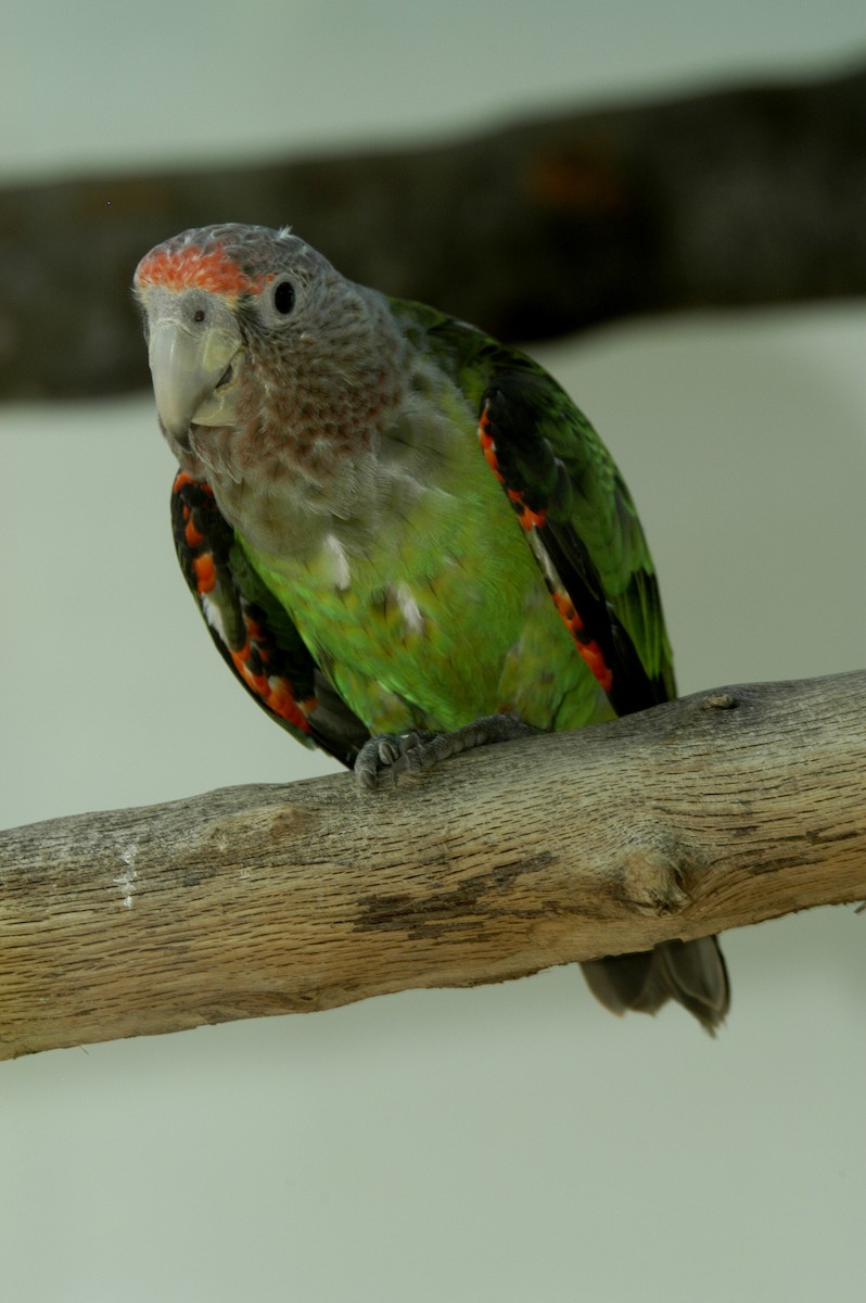 Cape Parrot - marvin hyett