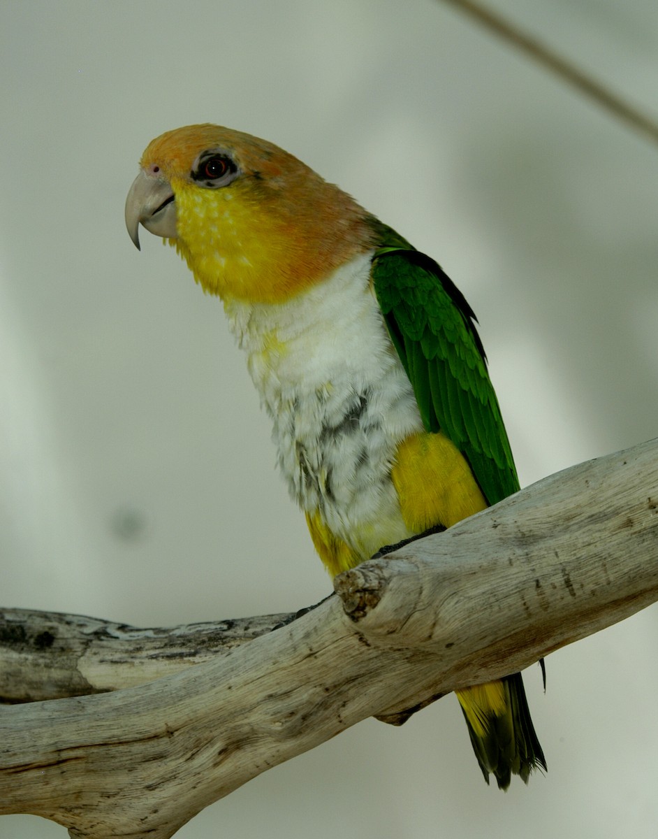 White-bellied Parrot (Green-thighed) - marvin hyett