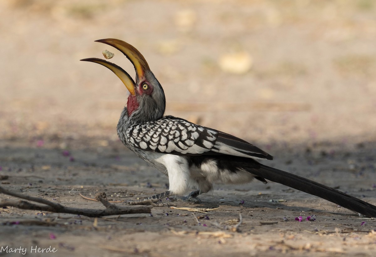 Southern Yellow-billed Hornbill - Marty Herde