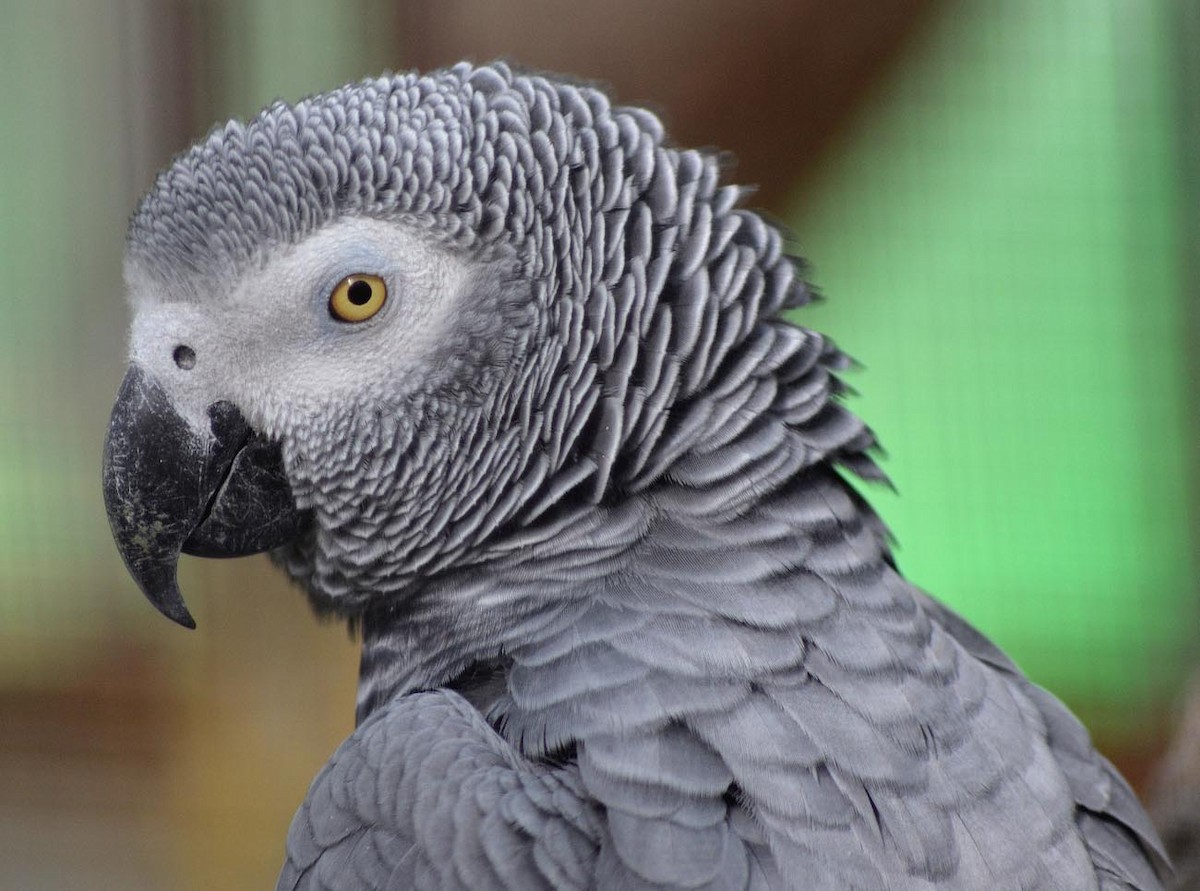 Gray Parrot (Gray) - A Emmerson