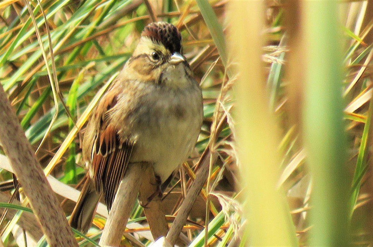 Swamp Sparrow - ML70916241