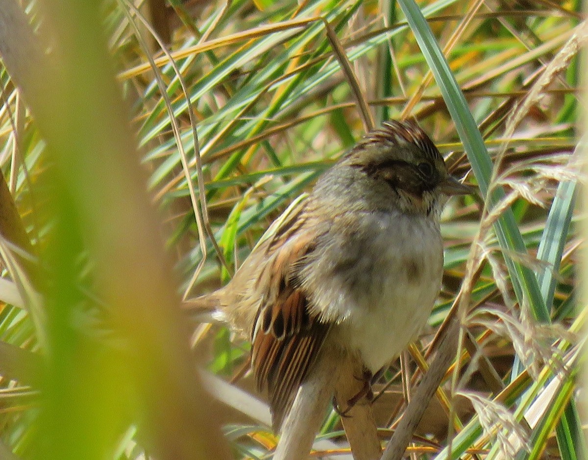 Swamp Sparrow - ML70916281