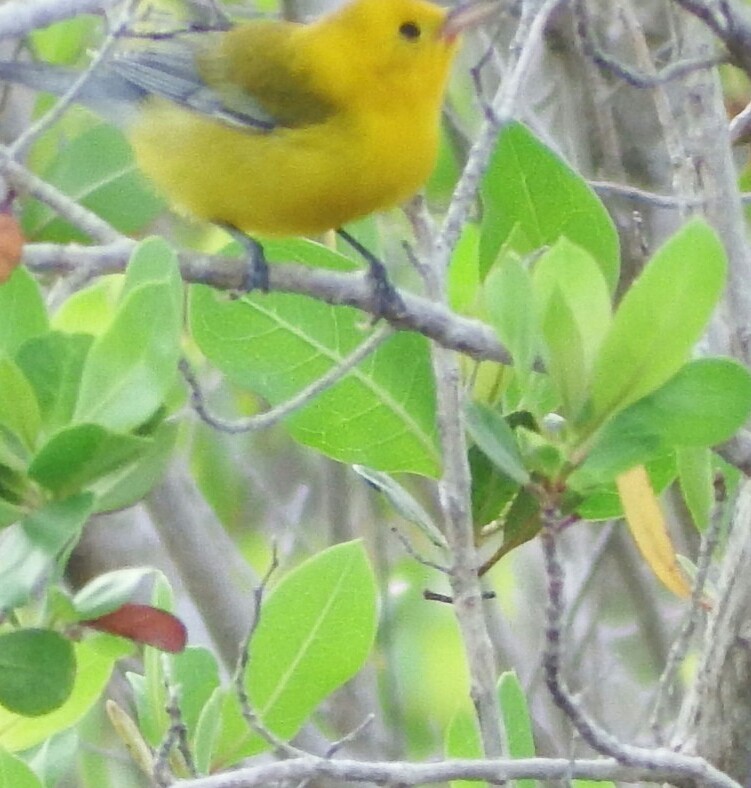 Prothonotary Warbler - ML70917081