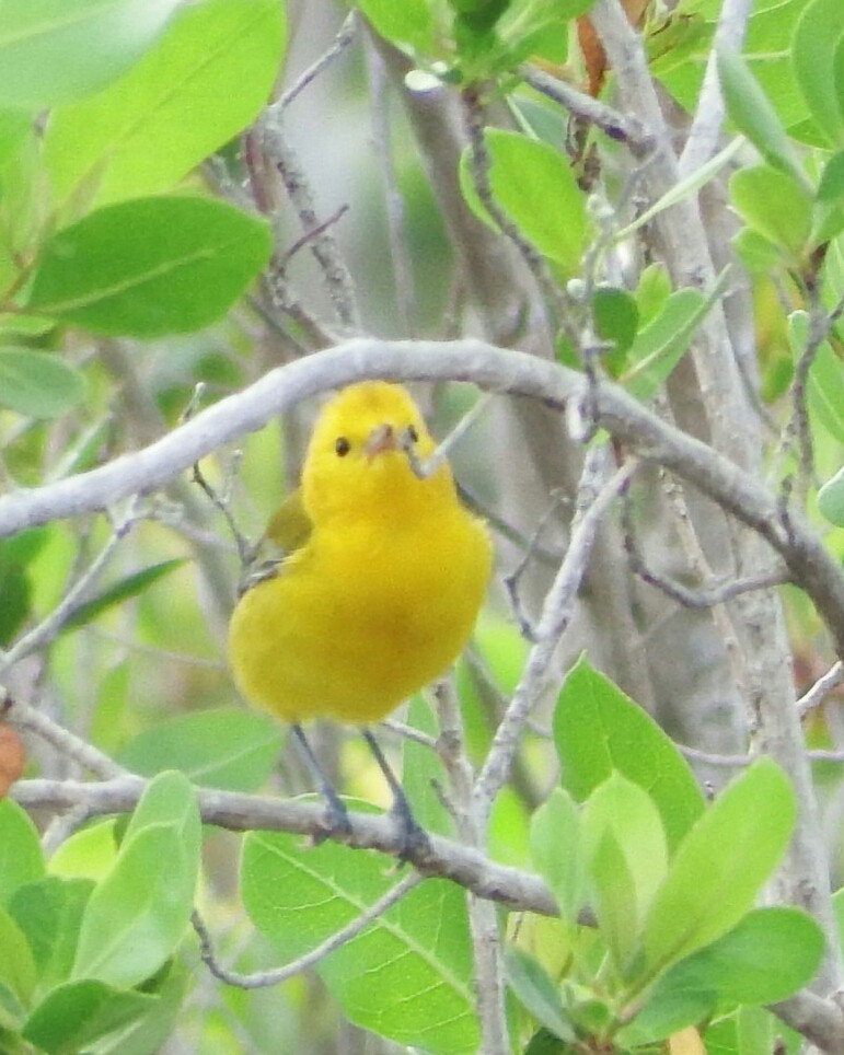 Prothonotary Warbler - ML70917091