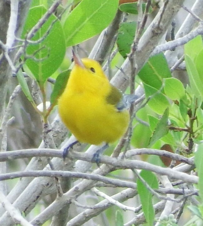 Prothonotary Warbler - ML70917111