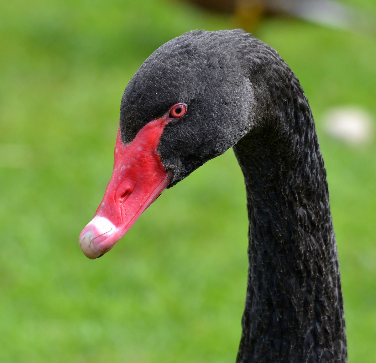 Black Swan - A Emmerson