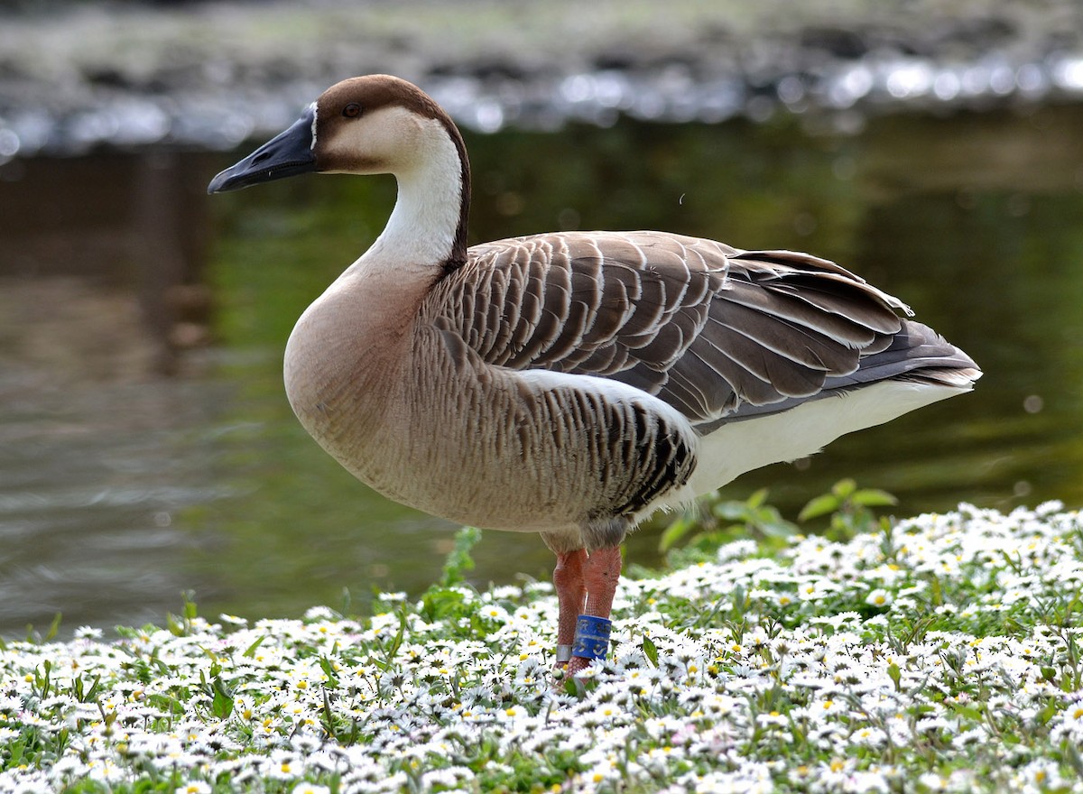 Swan Goose (Domestic type) - A Emmerson