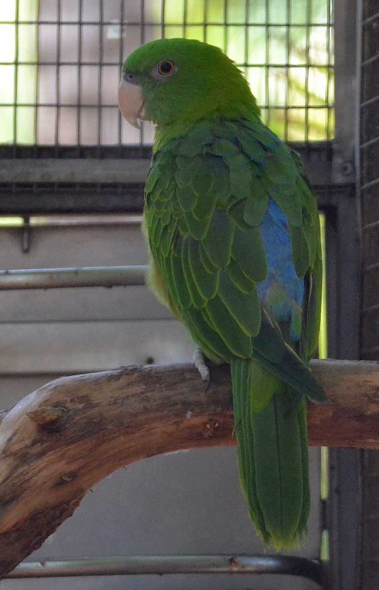 Blue-backed/Azure-rumped Parrot - A Emmerson