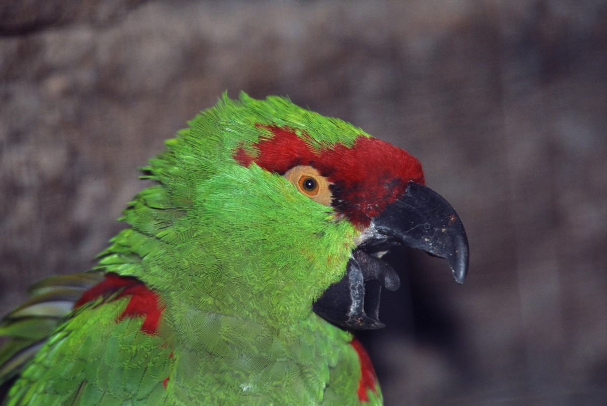 Thick-billed Parrot - marvin hyett
