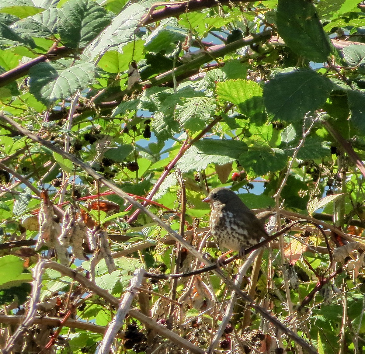 Fox Sparrow (Sooty) - ML70921141