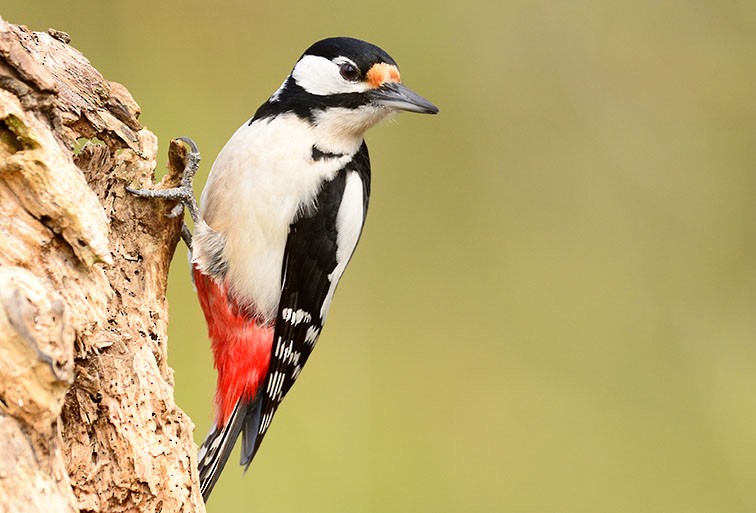 Great Spotted Woodpecker - marco branchi
