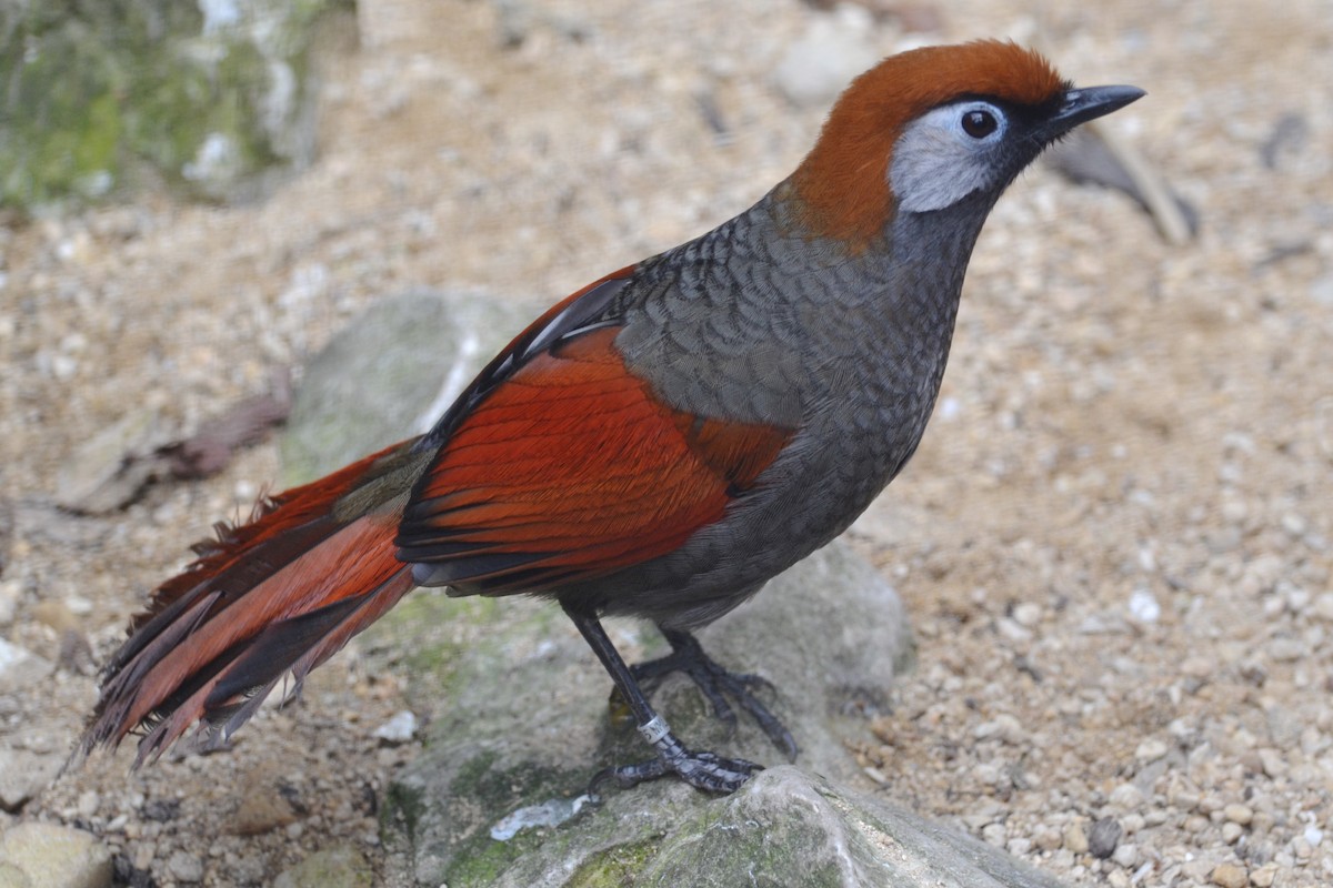 Red-tailed Laughingthrush - JONATHAN BEILBY