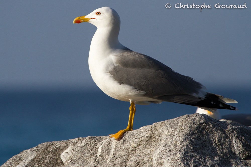Yellow-legged Gull (michahellis) - Christophe Gouraud
