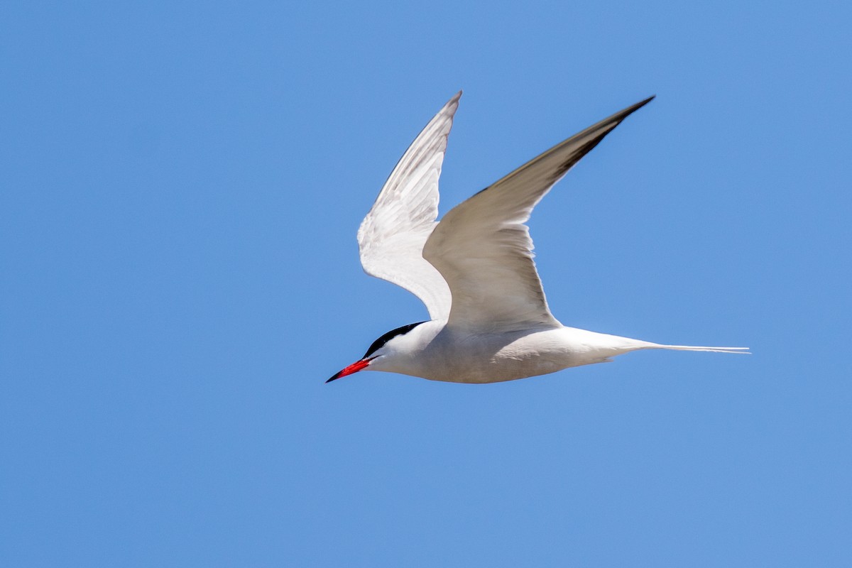 Common Tern - ML709230