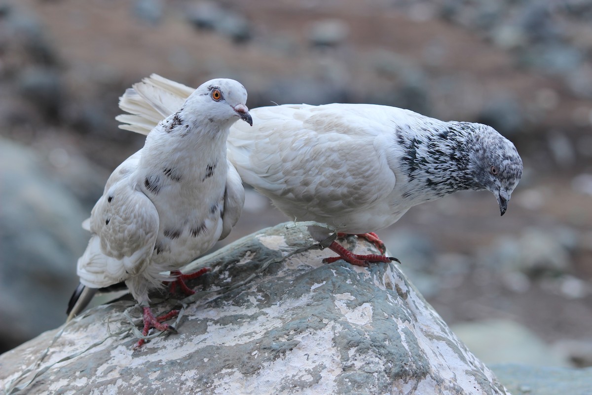 Rock Pigeon - Rajubhai Patel