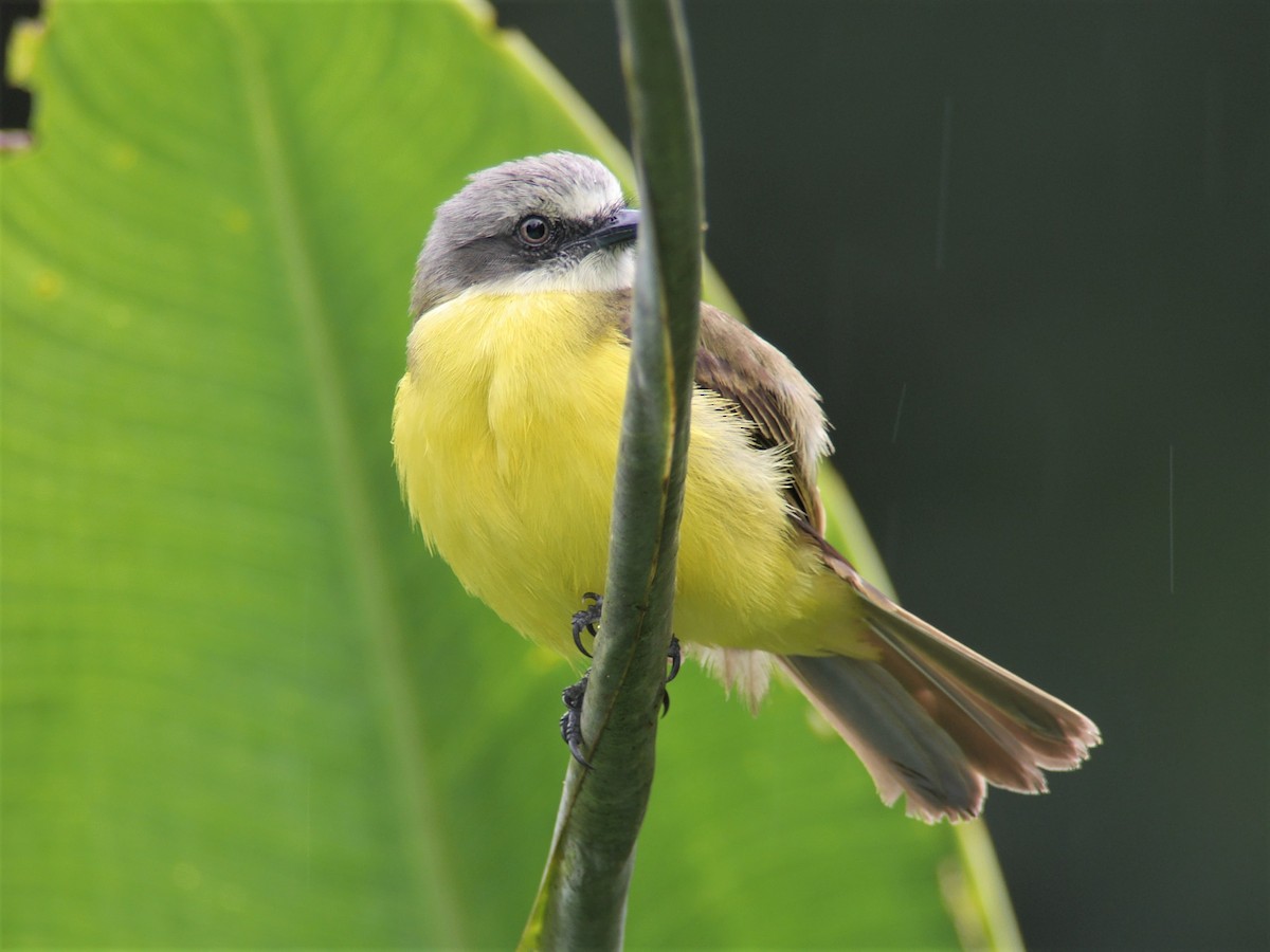 Gray-capped Flycatcher - Mike Grant