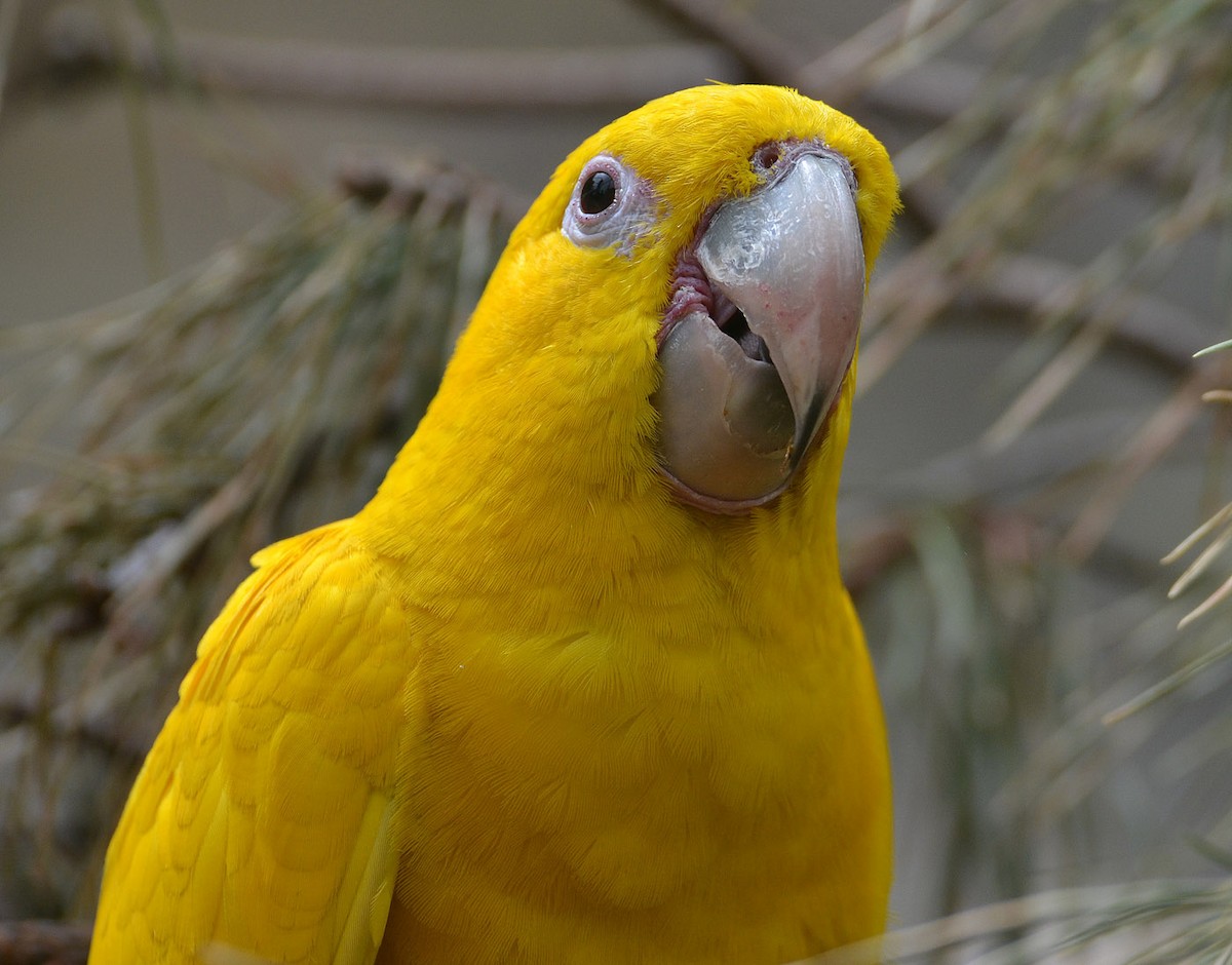Golden Parakeet - A Emmerson