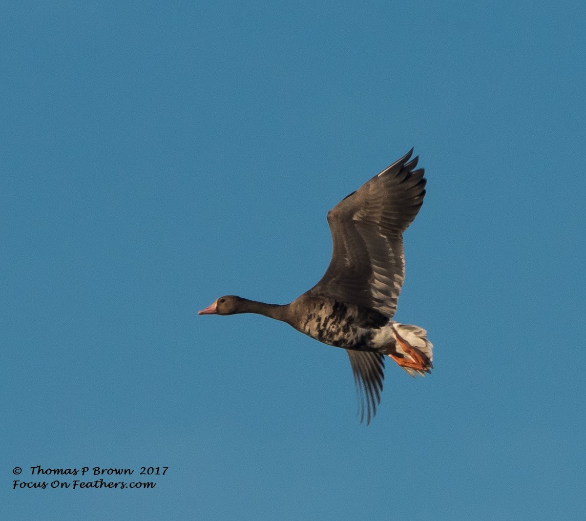Greater White-fronted Goose - ML70926141