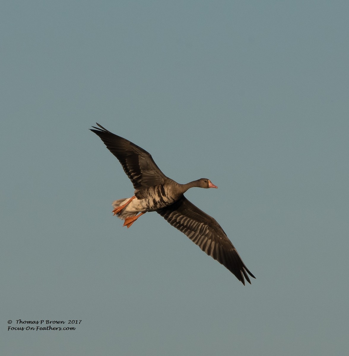 Greater White-fronted Goose - ML70926151