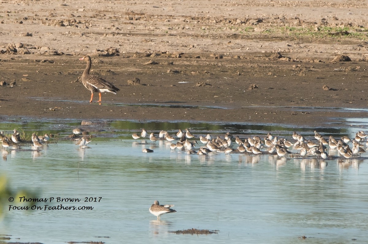 Greater White-fronted Goose - ML70926161