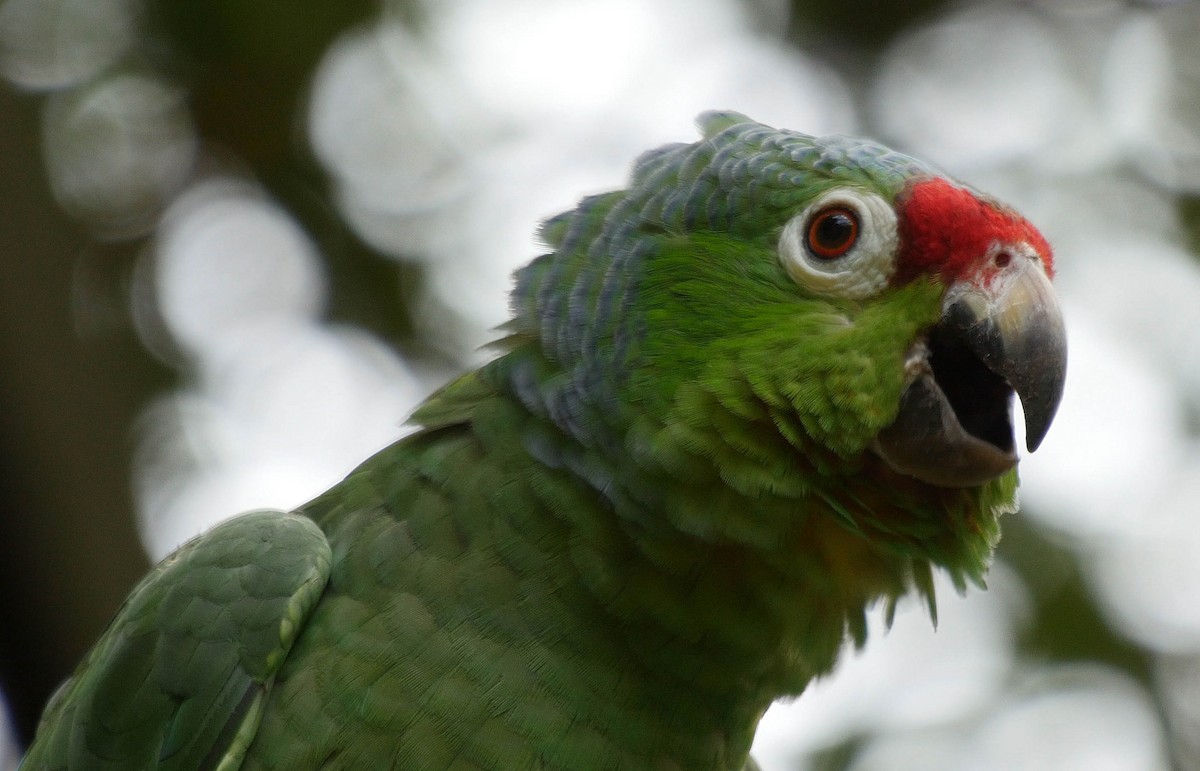 Red-lored Parrot (Red-lored) - Josep del Hoyo