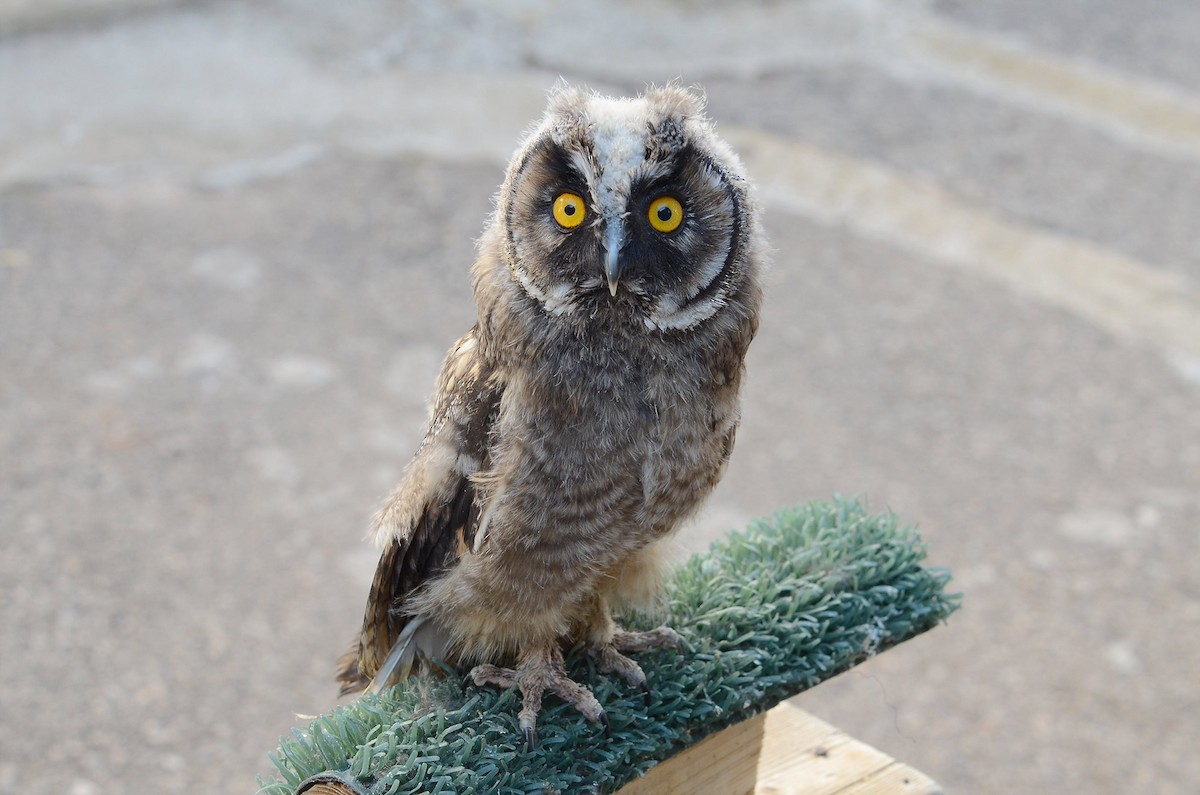 Long-eared Owl - Juan José  Bazan Hiraldo