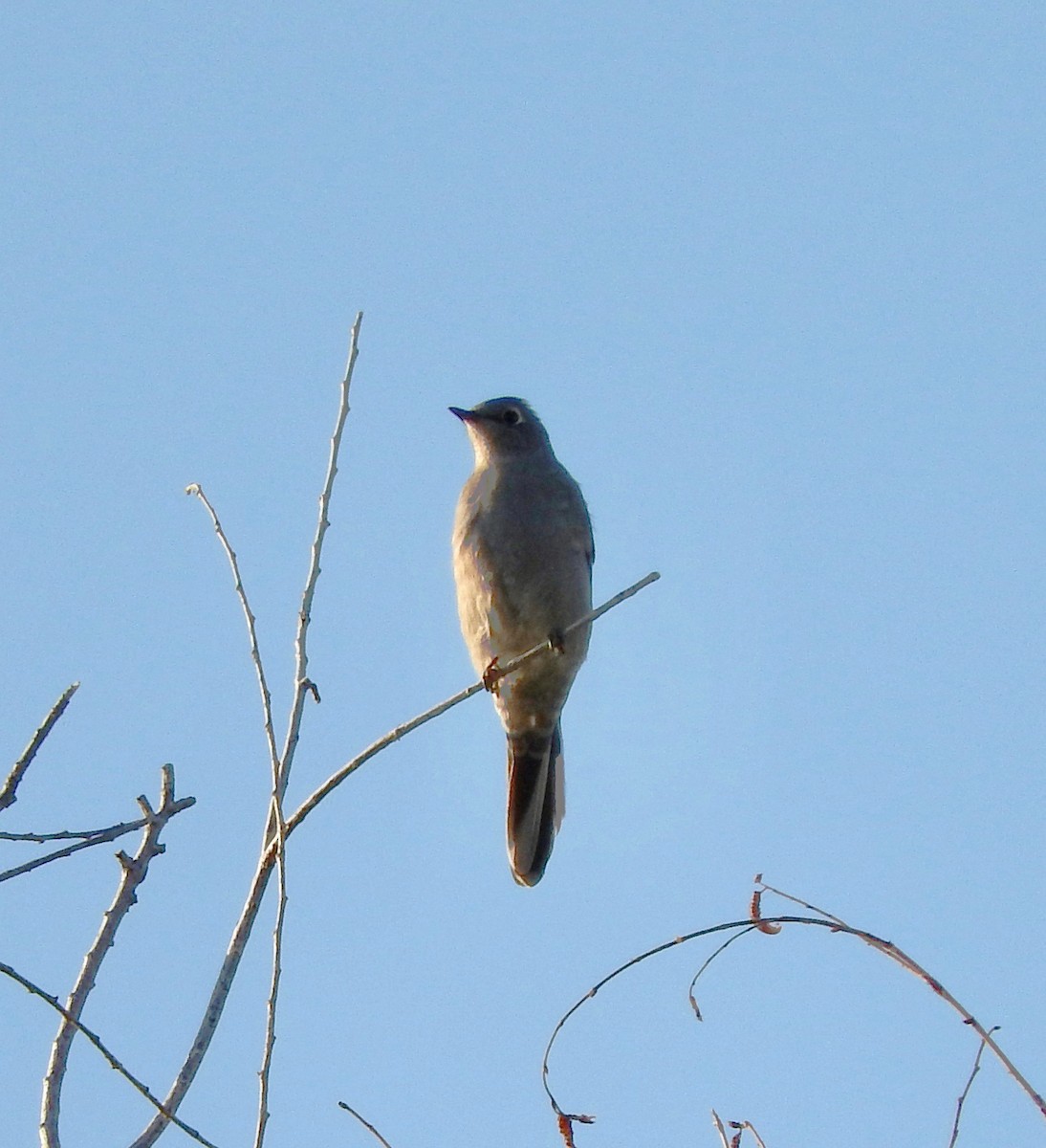 Townsend's Solitaire - ML70928001