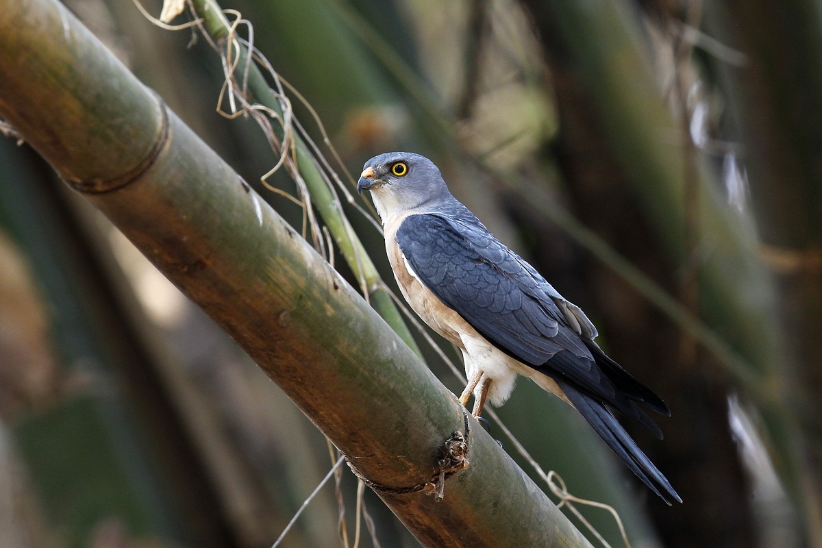 Chinese Sparrowhawk - ML709282