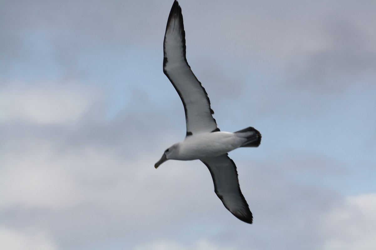 White-capped Albatross (cauta) - mark broomhall
