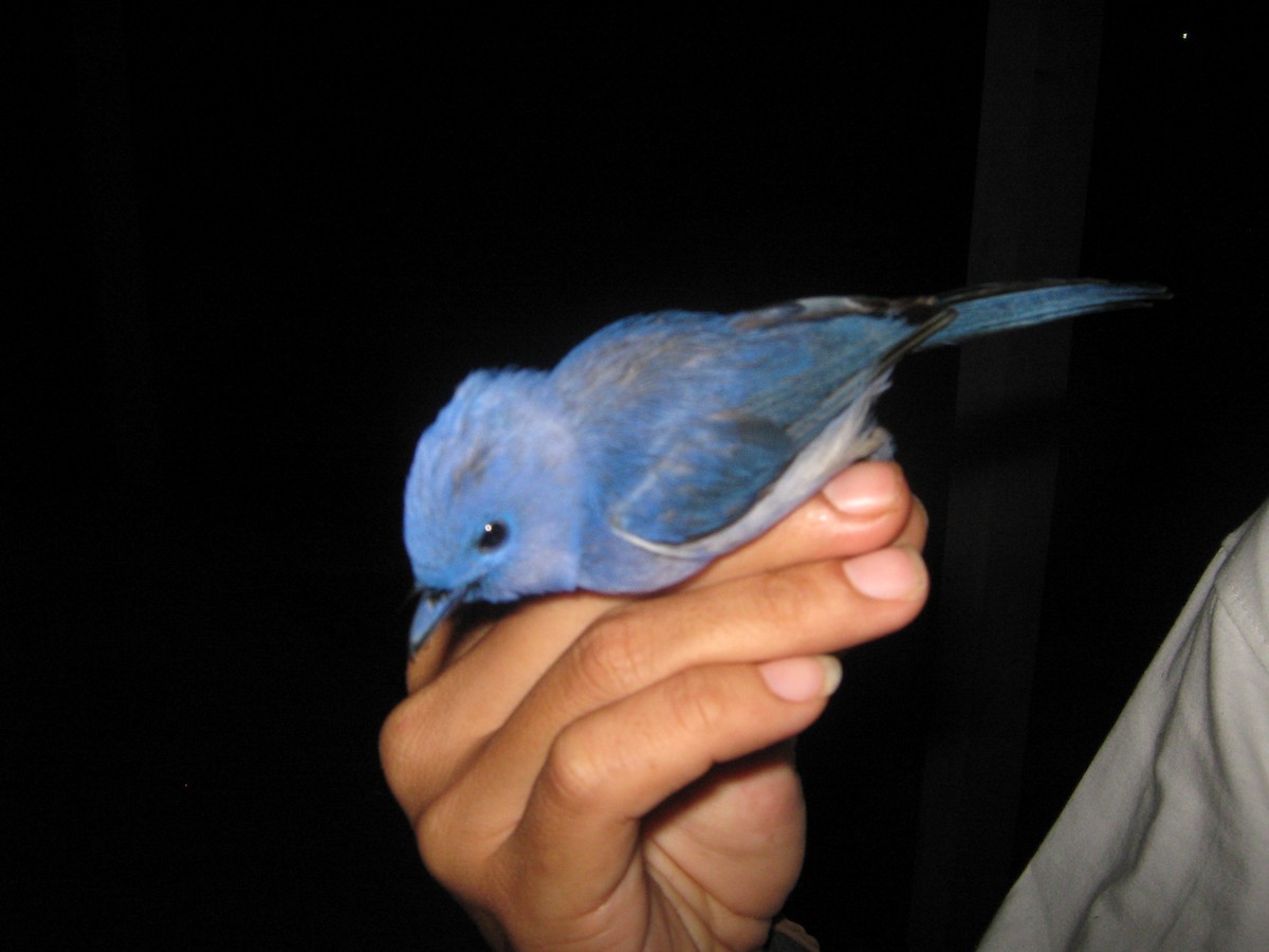 Pale-blue Monarch - Opwall Indonesia