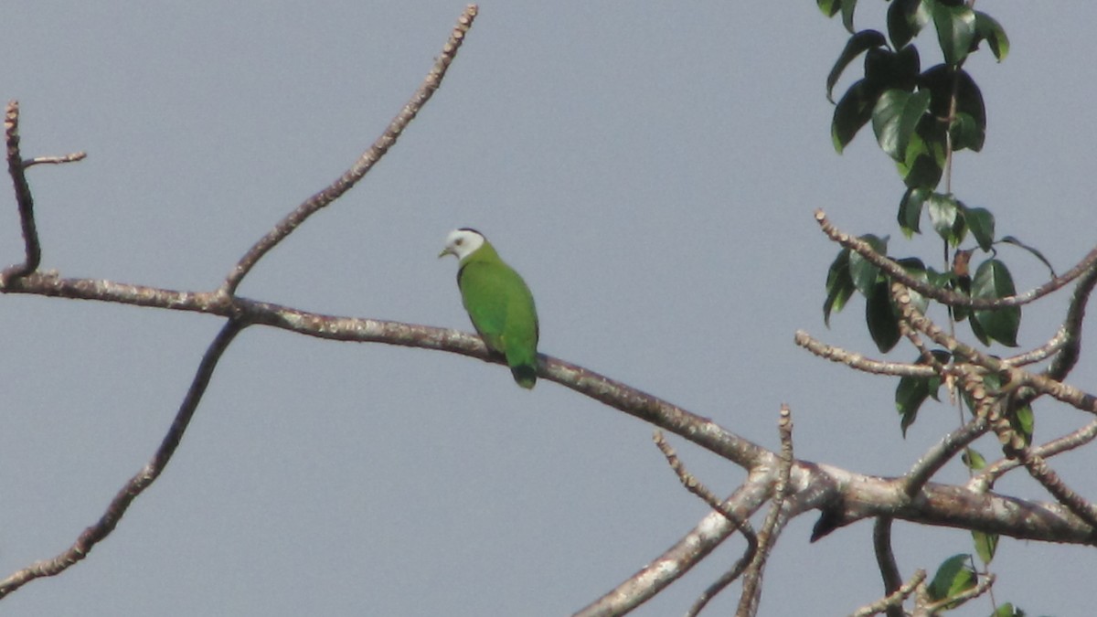 Black-naped Fruit-Dove - Opwall Indonesia