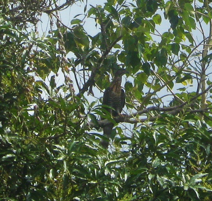 Sulawesi Honey-buzzard - ML709307