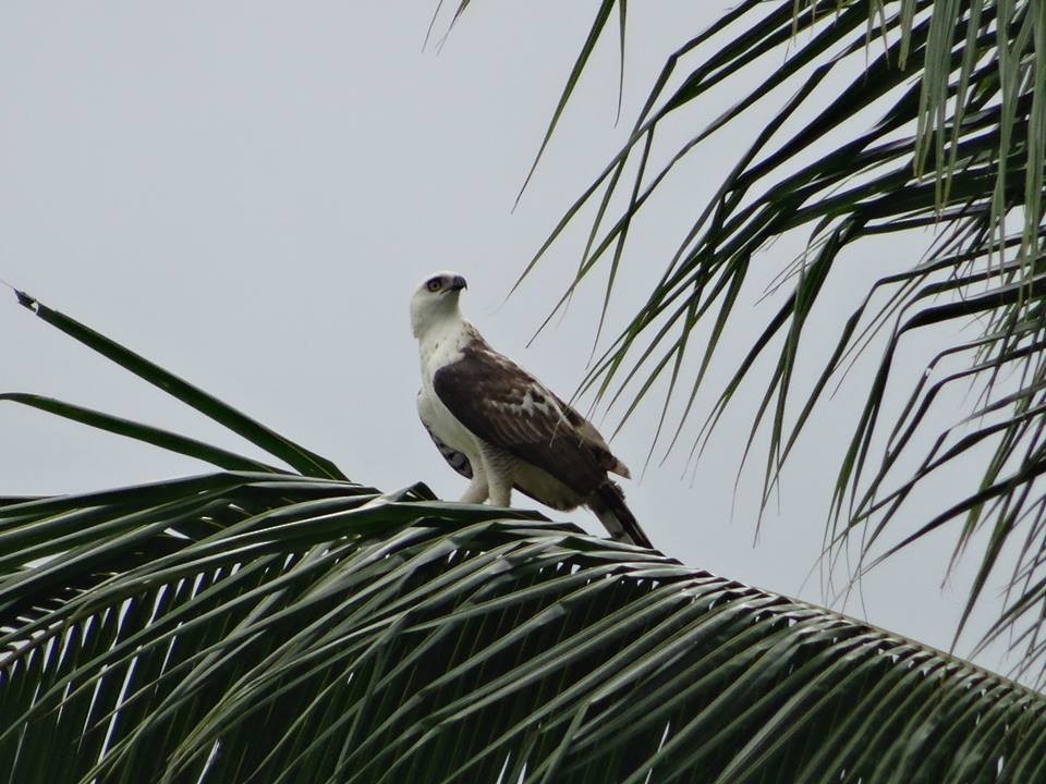 Sulawesi Hawk-Eagle - ML709312