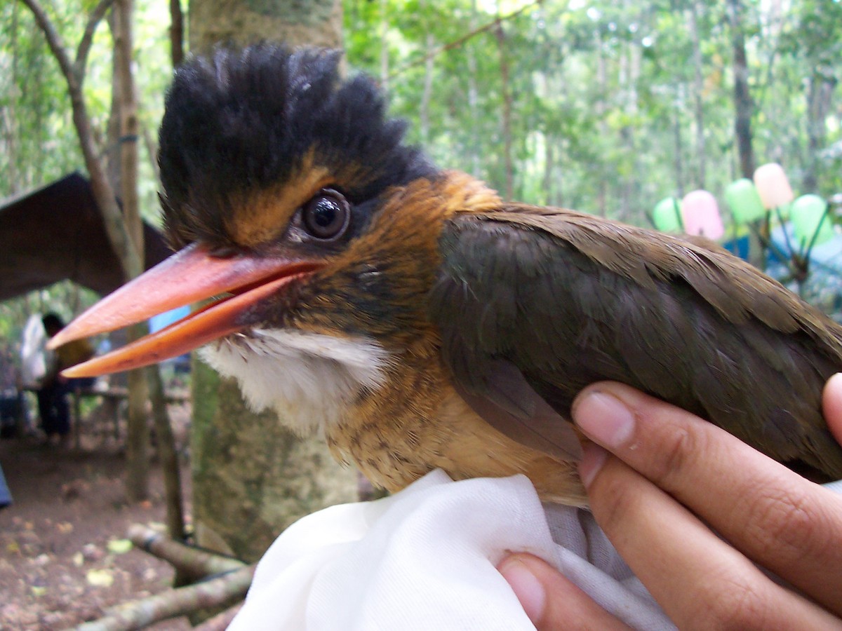 Green-backed Kingfisher (Black-headed) - Opwall Indonesia