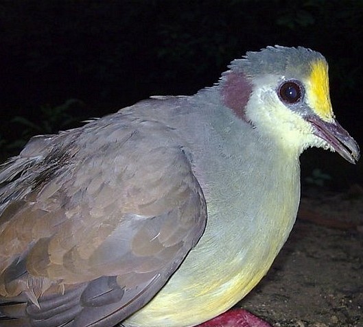 Сулавесский куриный голубь - ML709316