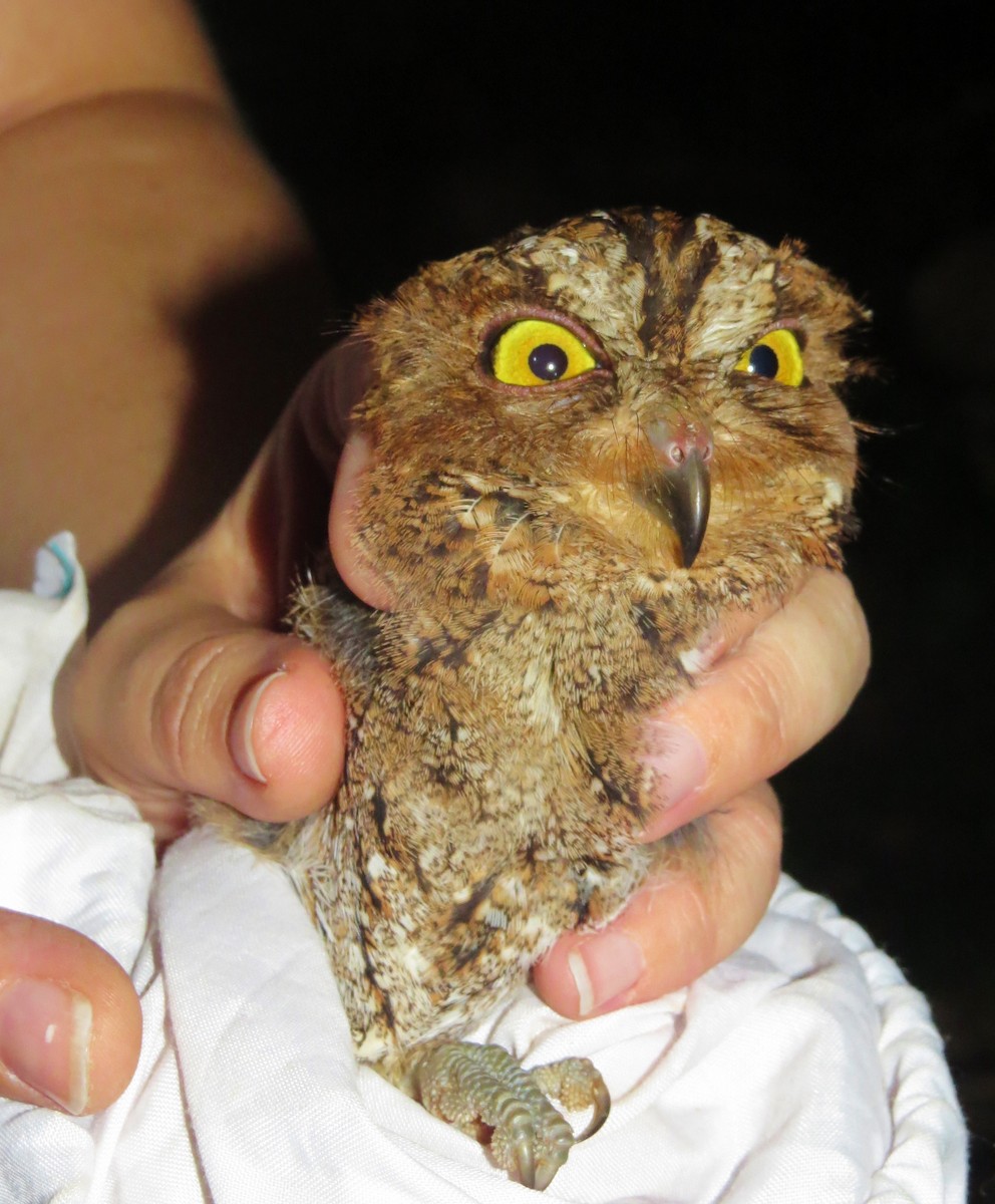 Sulawesi Scops-Owl - ML709317