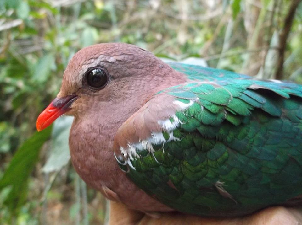 Asian Emerald Dove - Opwall Indonesia