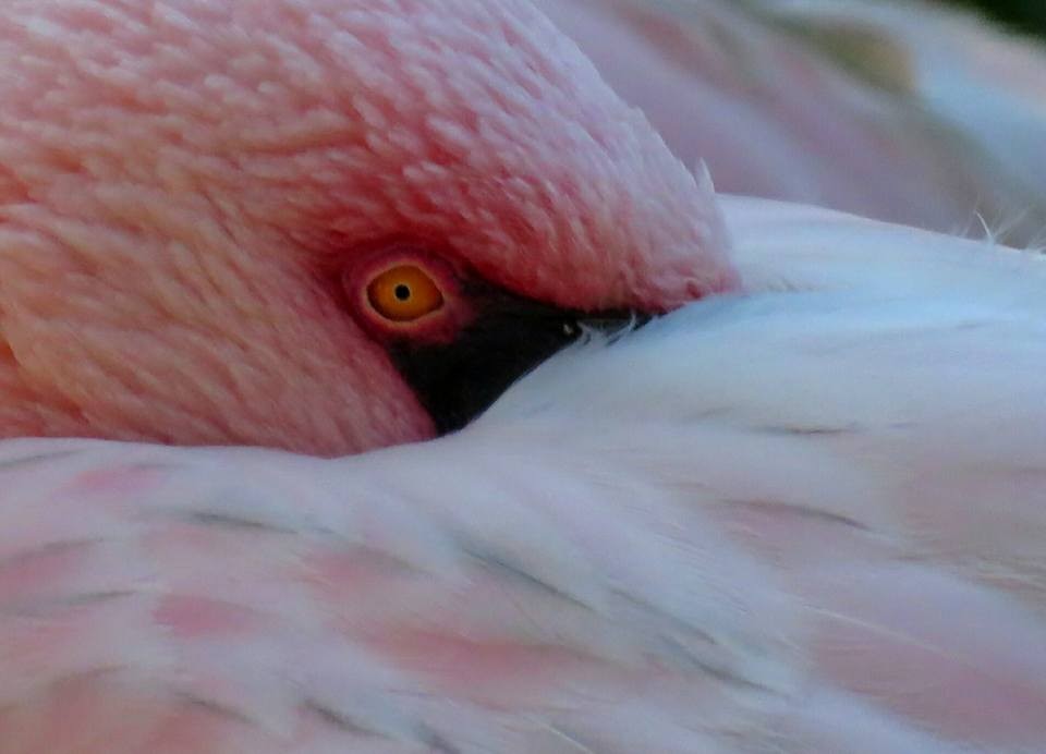 Lesser Flamingo - Flávio Sousa