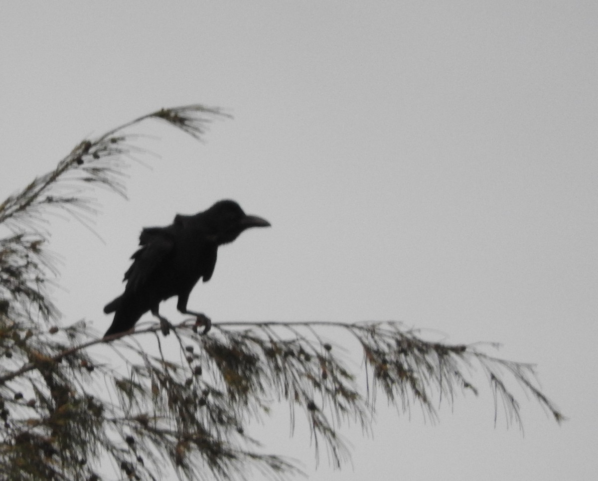 Slender-billed Crow - Sandy Gayasih
