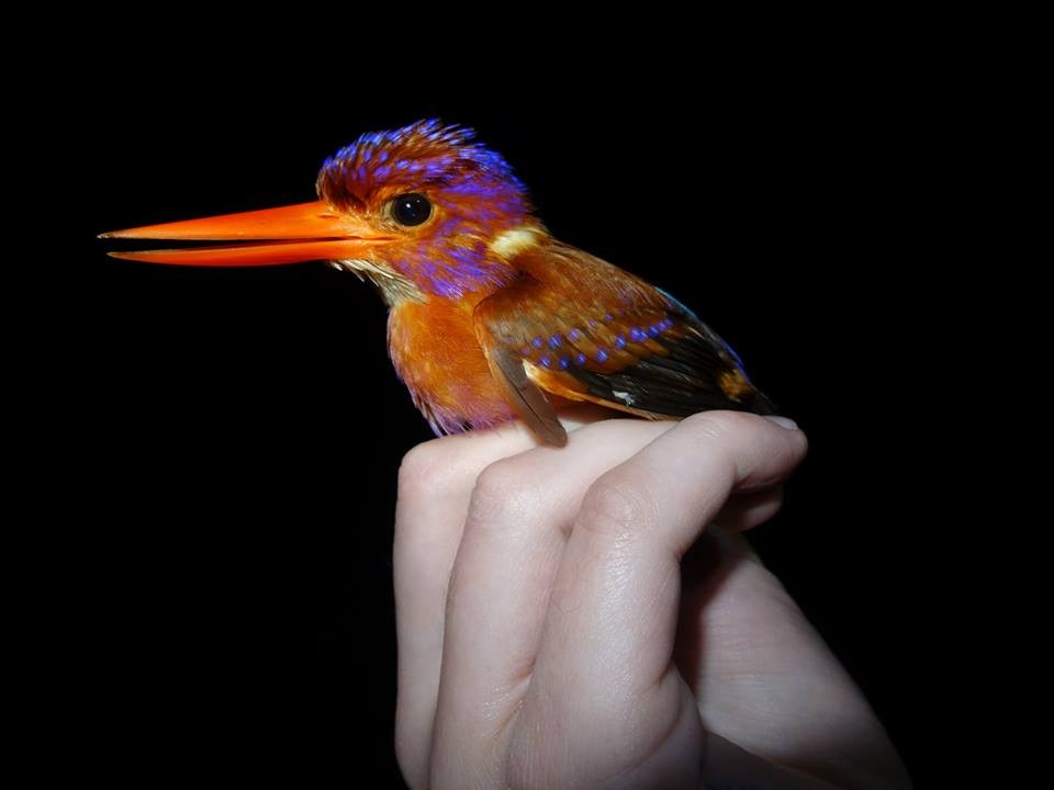 Sulawesi Dwarf-Kingfisher - Opwall Indonesia