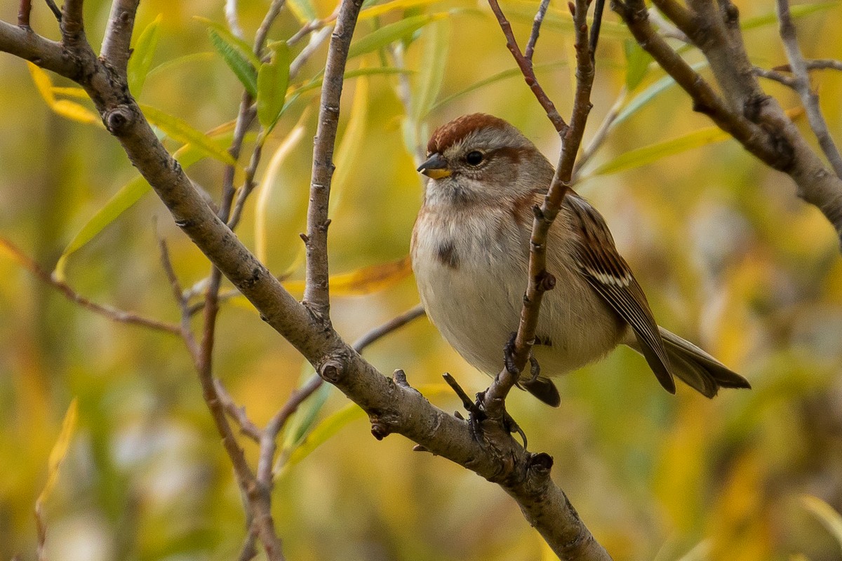 American Tree Sparrow - ML70934131