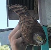 Vinous-breasted Sparrowhawk - ML709345