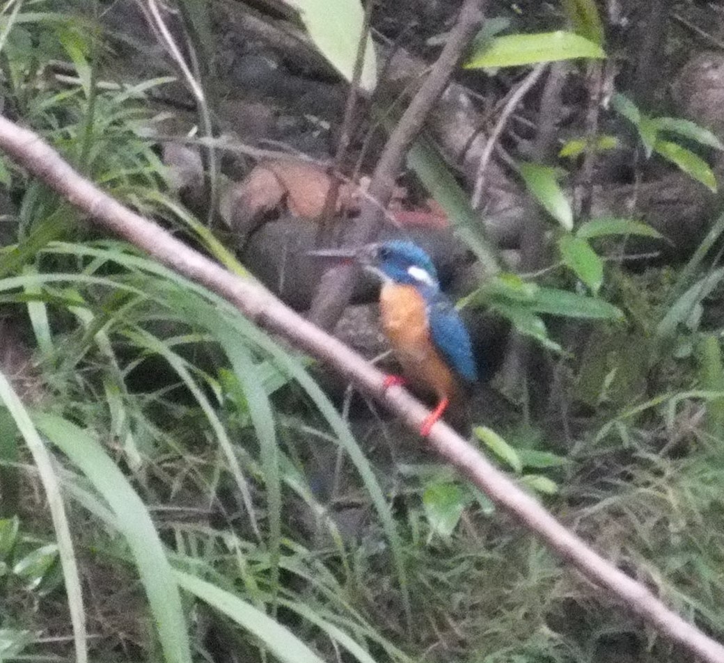 Blue-eared Kingfisher - ML709346