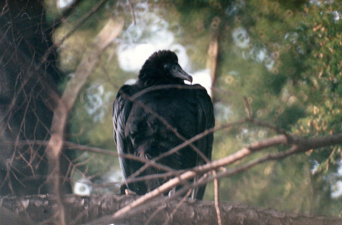 Black Vulture - Kayo Roy