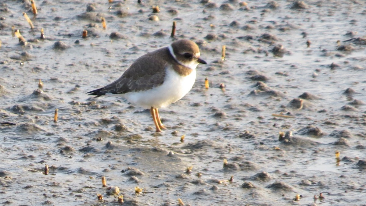 Semipalmated Plover - James Hirtle