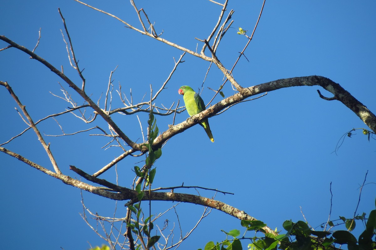 Azure-rumped Parrot - Opwall Indonesia