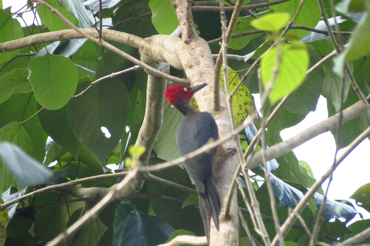 Ashy Woodpecker - Opwall Indonesia