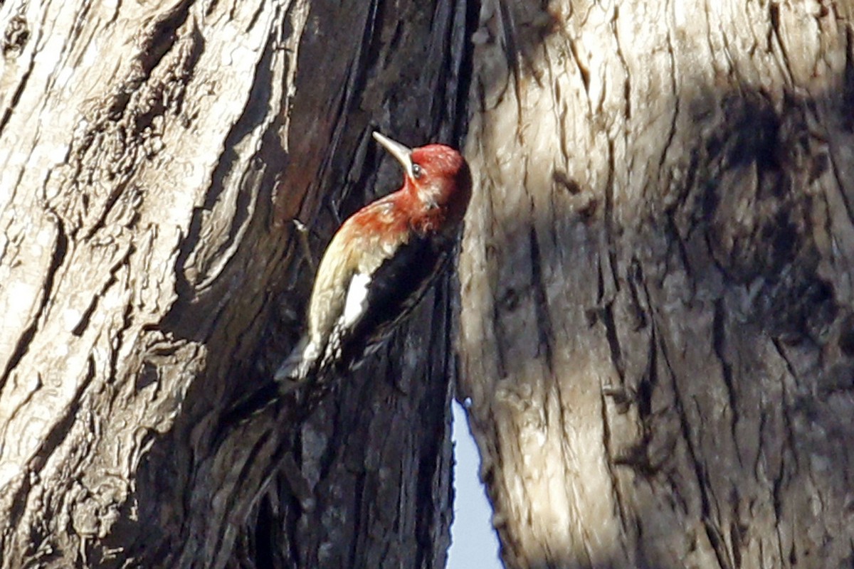 Red-breasted Sapsucker - ML70937891