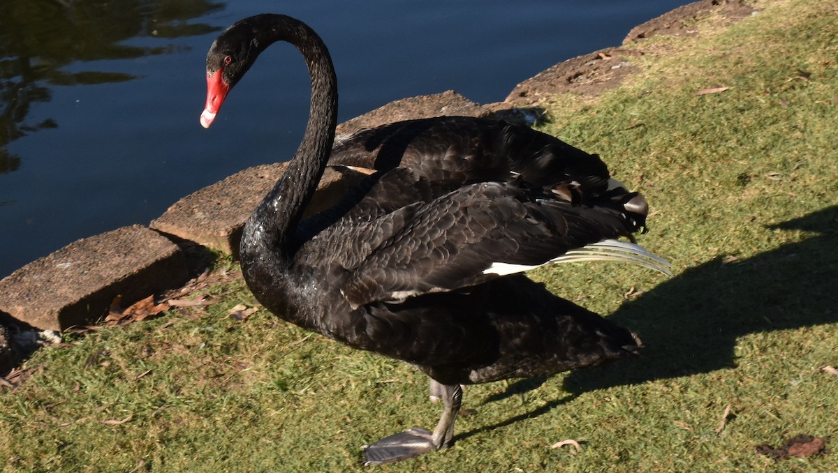Black Swan - David Wheeler